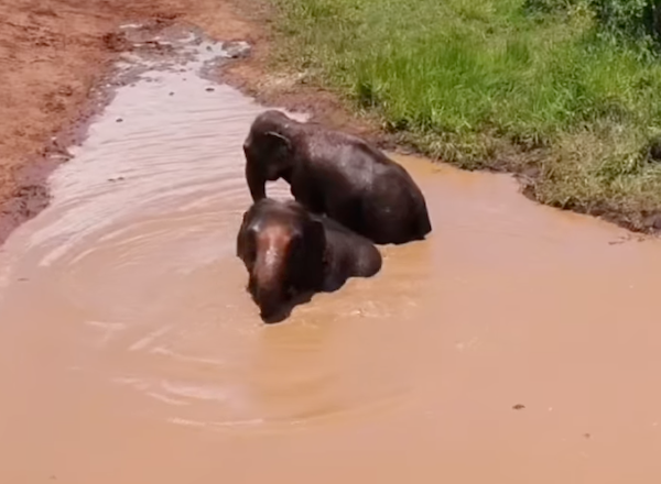 Asian elephants Maia and Guida playing in the pond in Yard 4